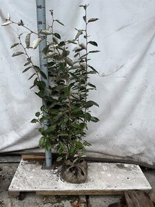 Elaeagnus ebbingei 80-100 cm met kluit - afbeelding 7