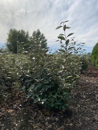 Elaeagnus ebbingei 80-100 cm met kluit - afbeelding 5