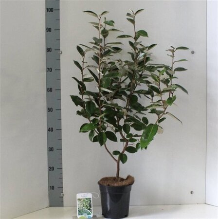 Elaeagnus ebbingei 80-100 cm met kluit - afbeelding 10