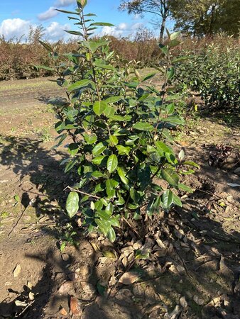 Elaeagnus ebbingei 80-100 cm met kluit - afbeelding 12