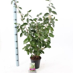 Elaeagnus ebbingei 80-100 cm met kluit - afbeelding 9