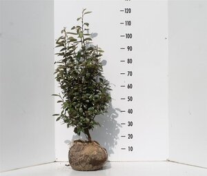 Elaeagnus ebbingei 80-100 cm met kluit - afbeelding 14
