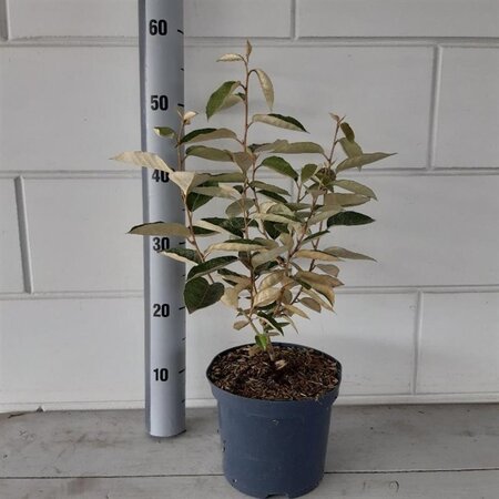 Elaeagnus ebbingei geen maat specificatie cont. 3,0L - afbeelding 4