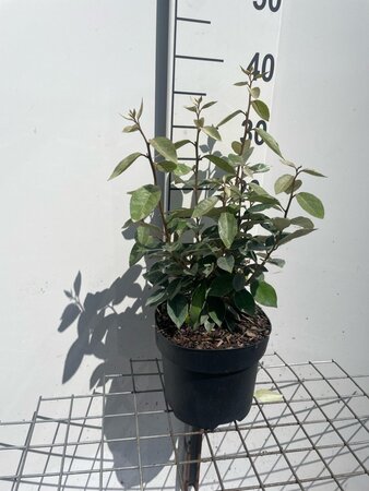 Elaeagnus ebbingei geen maat specificatie cont. 3,0L - afbeelding 4