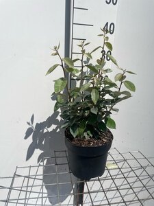 Elaeagnus ebbingei geen maat specificatie cont. 3,0L - afbeelding 4