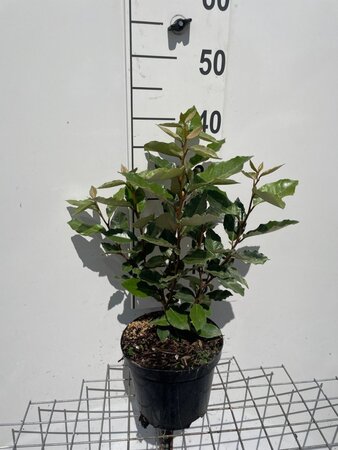 Elaeagnus ebbingei geen maat specificatie cont. 3,0L - image 4