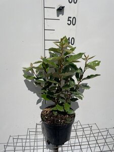 Elaeagnus ebbingei geen maat specificatie cont. 3,0L - image 4