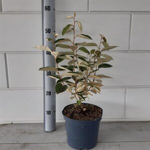 Elaeagnus ebbingei geen maat specificatie cont. 3,0L - image 4