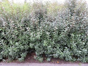 Elaeagnus ebbingei geen maat specificatie 0,55L/P9cm - afbeelding 3