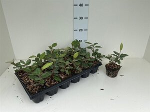 Elaeagnus ebbingei geen maat specificatie 0,55L/P9cm - afbeelding 3
