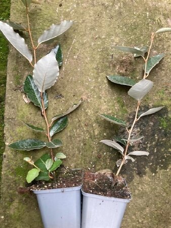Elaeagnus ebbingei geen maat specificatie 0,55L/P9cm - afbeelding 1