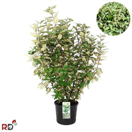 Elaeagnus ebb. 'Compacta' 100-125 cm cont. 12L