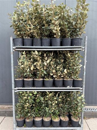 Elaeagnus ebb. 'Compacta' 40-60 cm cont. 3,0L - afbeelding 2
