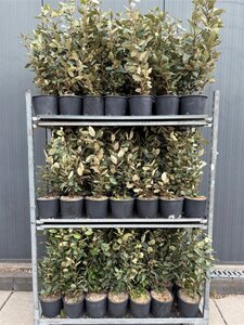 Elaeagnus ebb. 'Compacta' 40-60 cm cont. 3,0L