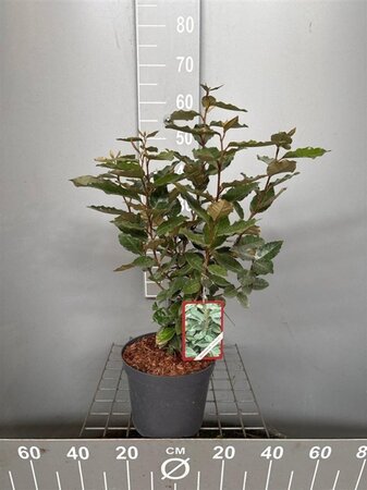 Elaeagnus ebb. 'Compacta' 50-60 cm cont. 4,0L