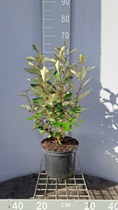 Elaeagnus ebb. 'Compacta' 60-80 cm cont. 5,0L