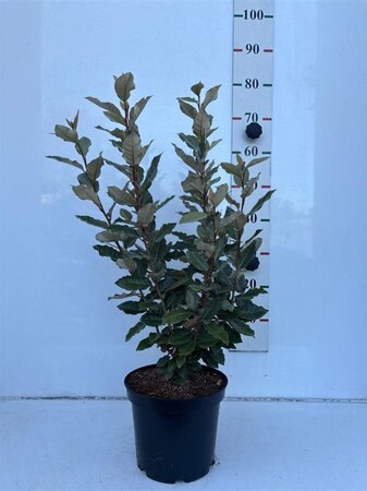 Elaeagnus ebb. 'Compacta' 60-80 cm cont. 5,0L - afbeelding 2