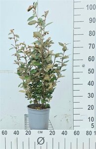 Elaeagnus ebb. 'Compacta' 60-80 cm cont. 5,0L