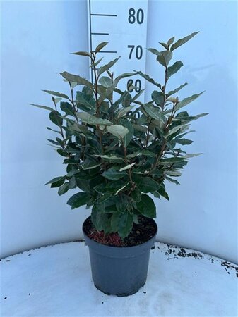 Elaeagnus ebb. 'Compacta' 60-80 cm cont. 5,0L - afbeelding 3