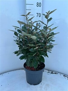 Elaeagnus ebb. 'Compacta' 60-80 cm cont. 5,0L - afbeelding 3