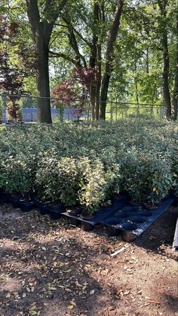 Elaeagnus ebb. 'Compacta' 60-80 cm cont. 5,0L - image 1
