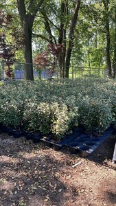 Elaeagnus ebb. 'Compacta' 60-80 cm cont. 5,0L