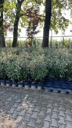 Elaeagnus ebb. 'Compacta' 60-80 cm cont. 5,0L - image 2