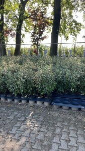 Elaeagnus ebb. 'Compacta' 60-80 cm cont. 5,0L - image 2