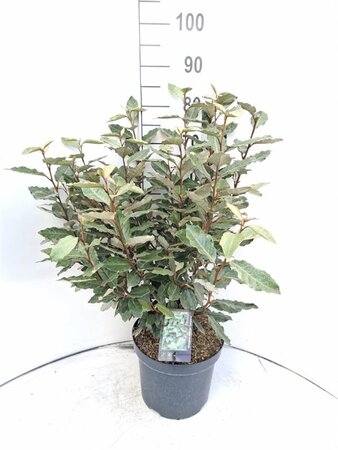 Elaeagnus ebb. 'Compacta' 60-80 cm cont. 7,5L - afbeelding 6