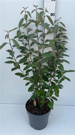 Elaeagnus ebb. 'Compacta' 60-80 cm cont. 7,5L - afbeelding 1