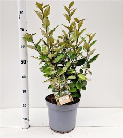 Elaeagnus ebb. 'Compacta' 60-80 cm cont. 7,5L - afbeelding 2