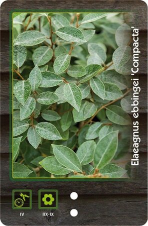 Elaeagnus ebb. 'Compacta' 60-80 cm cont. 7,5L - afbeelding 4