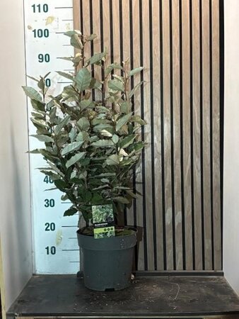 Elaeagnus ebb. 'Compacta' 60-80 cm cont. 7,5L - afbeelding 8