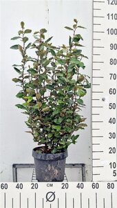 Elaeagnus ebb. 'Compacta' 60-80 cm cont. 7,5L