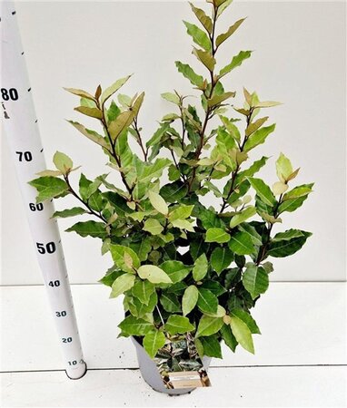 Elaeagnus ebb. 'Compacta' 60-80 cm cont. 7,5L - afbeelding 6