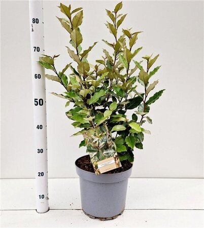 Elaeagnus ebb. 'Compacta' 60-80 cm cont. 7,5L - afbeelding 7