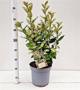 Elaeagnus ebb. 'Compacta' 60-80 cm cont. 7,5L - afbeelding 7