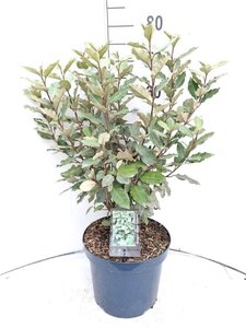 Elaeagnus ebb. 'Compacta' 60-80 cm cont. 7,5L - image 2