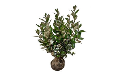 Elaeagnus ebb. 'Compacta' 60-80 cm met kluit - afbeelding 4