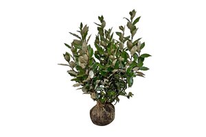 Elaeagnus ebb. 'Compacta' 60-80 cm met kluit - afbeelding 4