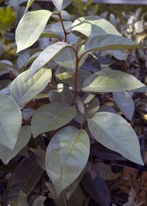 Elaeagnus ebb. 'Compacta' 60-80 cm met kluit