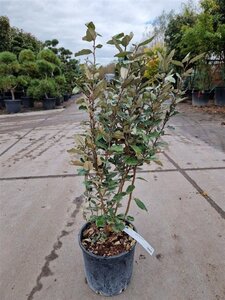 Elaeagnus ebb. 'Compacta' 80-100 cm cont. 10L - afbeelding 4