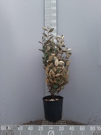 Elaeagnus ebb. 'Compacta' 80-100 cm cont. 10L - afbeelding 10