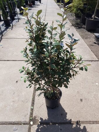Elaeagnus ebb. 'Compacta' 80-100 cm cont. 10L - afbeelding 7
