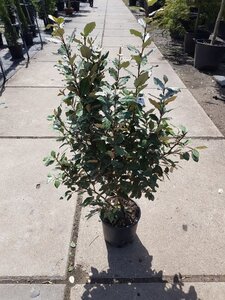 Elaeagnus ebb. 'Compacta' 80-100 cm cont. 10L - afbeelding 7
