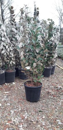 Elaeagnus ebb. 'Compacta' 80-100 cm cont. 10L - afbeelding 2