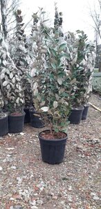 Elaeagnus ebb. 'Compacta' 80-100 cm cont. 10L - afbeelding 2