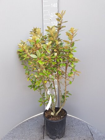 Elaeagnus ebb. 'Compacta' 80-100 cm cont. 10L - afbeelding 6