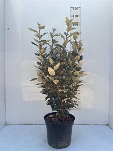 Elaeagnus ebb. 'Compacta' 80-100 cm cont. 10L