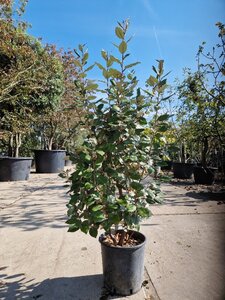 Elaeagnus ebb. 'Compacta' 80-100 cm cont. 10L - afbeelding 4